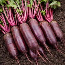 Organic 'Cylindra' Beetroot