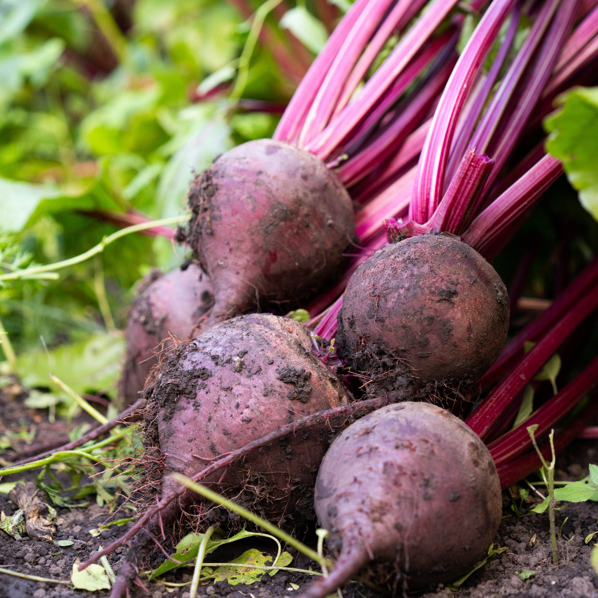 Photographie de betteraves biologiques ‘Detroit’ fraîchement récoltées, avec des racines rondes rouge foncé et des fanes vertes veinées de rouge. Plusieurs racines regroupées montrent leur forme régulière, leur peau lisse et leur fine racine terminale. Cette présentation illustre la récolte à un diamètre tendre, ainsi que les feuilles saines qui peuvent aussi être cuisinées.