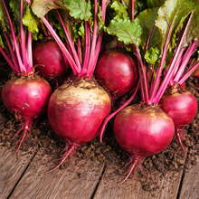 Organic 'Early Wonder' Beetroot 