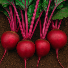 Organic 'Green Top Bunching' beetroot