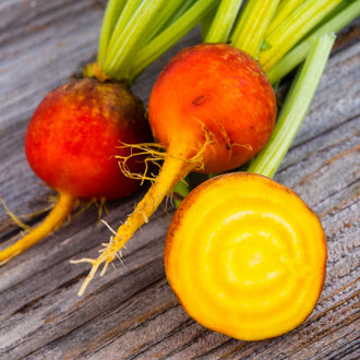 Photograph of freshly harvested organic yellow 'Touchstone' beets with rounded orange-skinned roots, golden-yellow flesh, and green tops marked by pale veins. Several grouped roots show their even shape, smooth skin, and fine taproot. This presentation illustrates harvest at a tender diameter and the bright golden colour revealed after cutting, along with sound young leaves that may also be cooked.