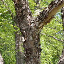 Betula nigra