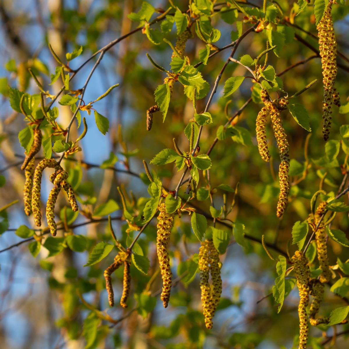 River birch (Betula nigra)