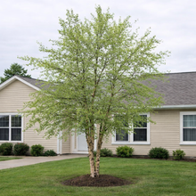 Betula nigra
