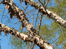 Betula nigra 'Heritage'
