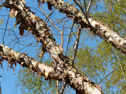 Betula nigra 'Heritage'