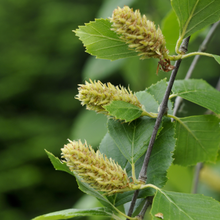 Betula nigra 'Heritage'