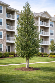 Betula platyphylla 'Dakota Pinnacle'