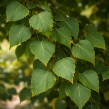 Betula platyphylla 'Dakota Pinnacle'