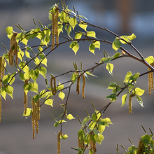 Betula platyphylla 'Parkland Pillar'