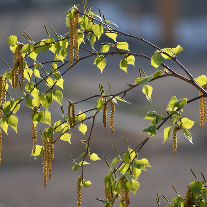 Betula platyphylla 'Parkland Pillar'