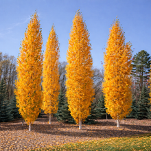 Betula platyphylla 'Parkland Pillar'