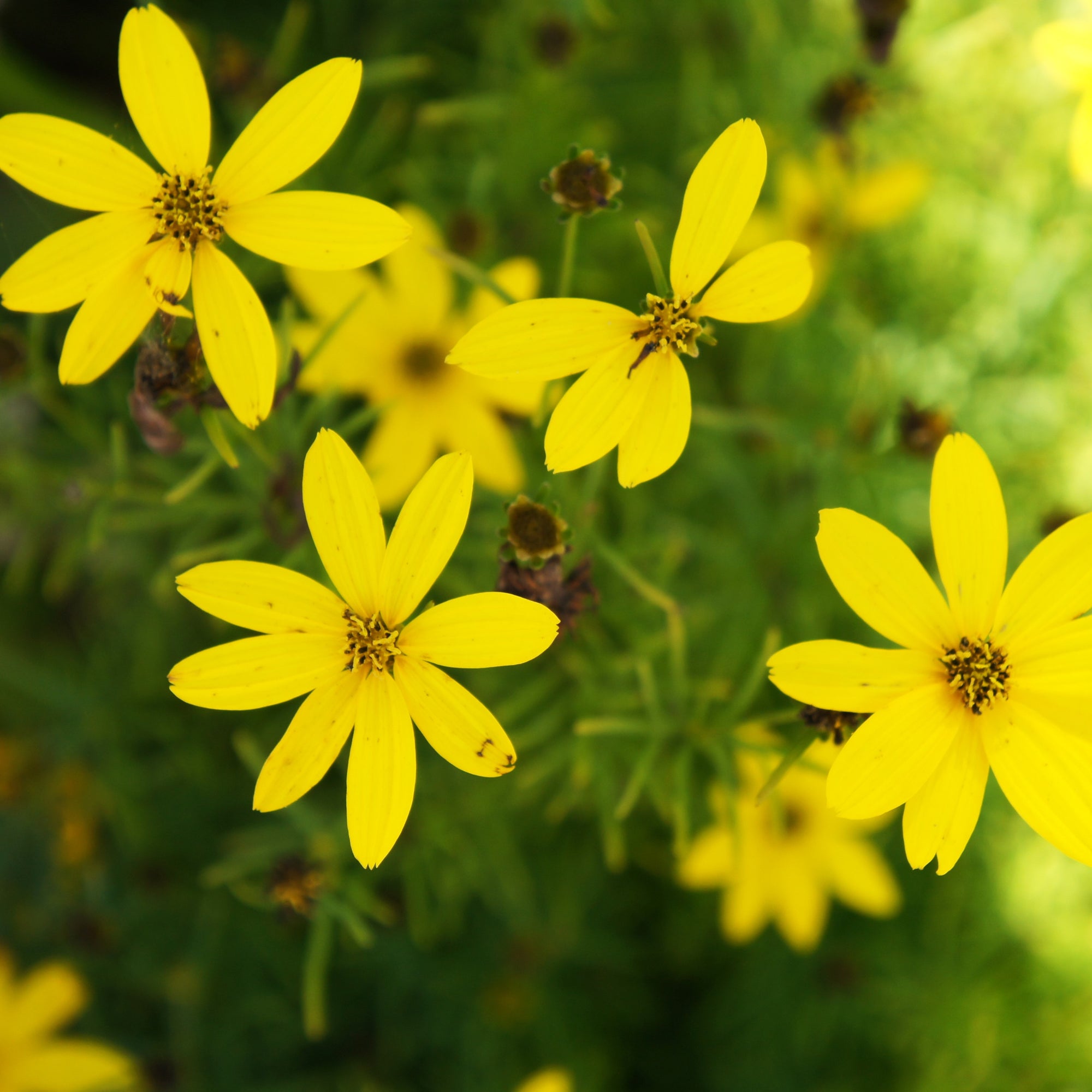 Photo de Bidens ‘Golden Eye’. La couleur caractéristique est : jaune. Le visuel permet d’observer les contours, les teintes et la disposition des éléments présentés. Les détails de forme et les contrastes donnent un aperçu de l’apparence de cette plante ou de sa récolte. Cette photographie accompagne la variété nommée afin de l’identifier dans la sélection de semences.