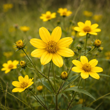 Bident penché en fleurs, plante indigène de milieu humide.