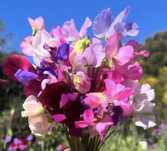 Organic Sweet Pea 'Bijou'