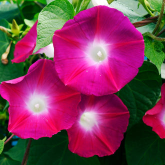 Plusieurs fleurs rose magenta se regroupent devant de grandes feuilles vertes nervurées. Chaque corolle arrondie présente un centre blanc lumineux prolongé par des traits roses plus clairs. Une grande fleur est placée en haut à droite; des fleurs plus petites se chevauchent dessous. De fines tiges courbes passent entre les feuilles du fond.