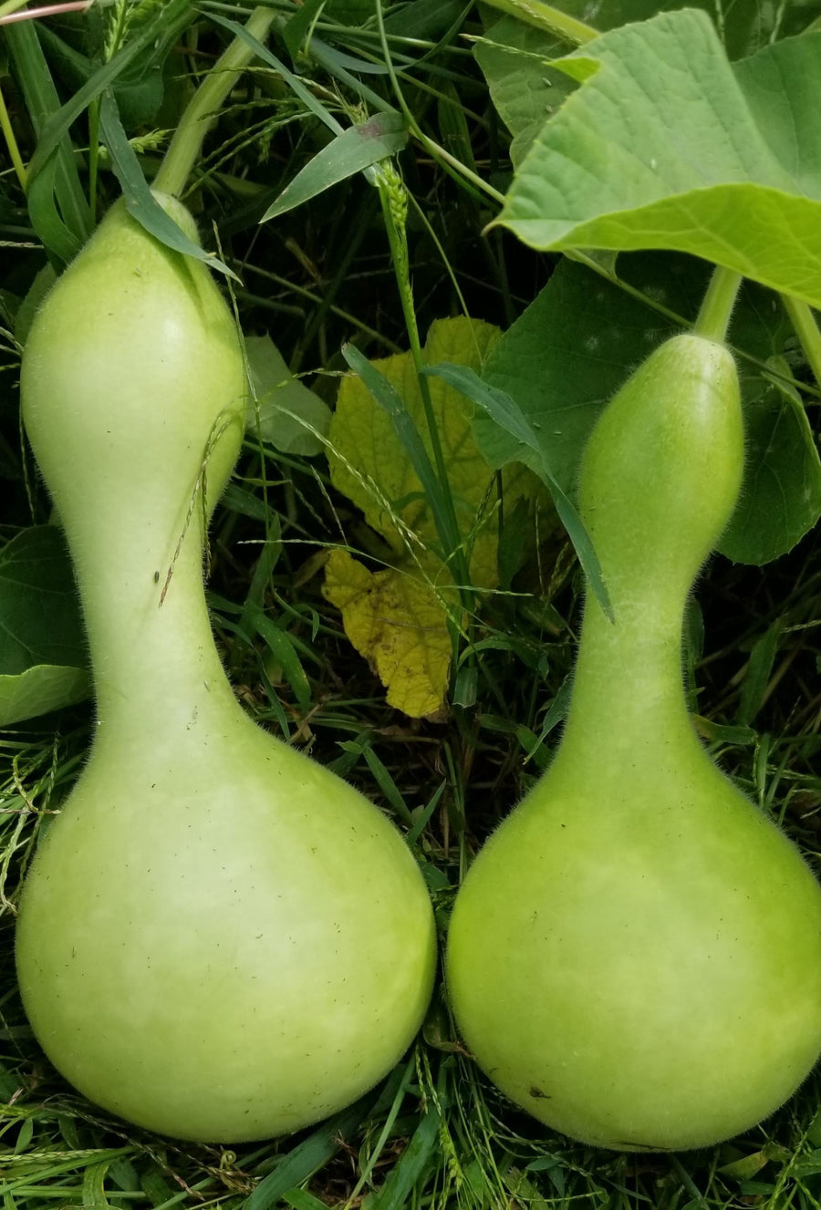 Gourde 'Bird House' bio