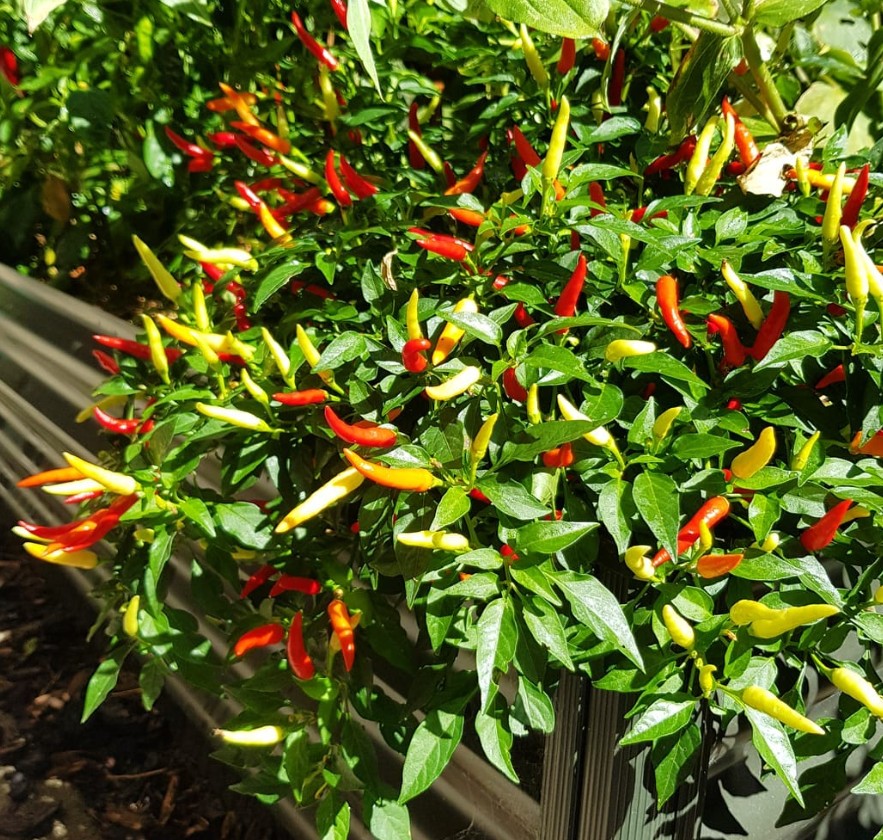 Piment fort 'Bird's eye' bio