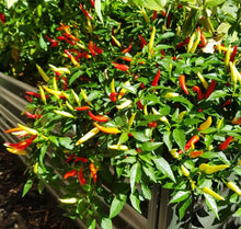 Organic 'Bird's eye' chili