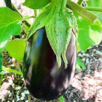 Organic 'Black Beauty' Eggplant Seeds by Gaia, product image prepared for Canadian gardeners.