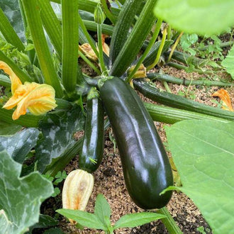 Zucchini 'Black Beauty' bio