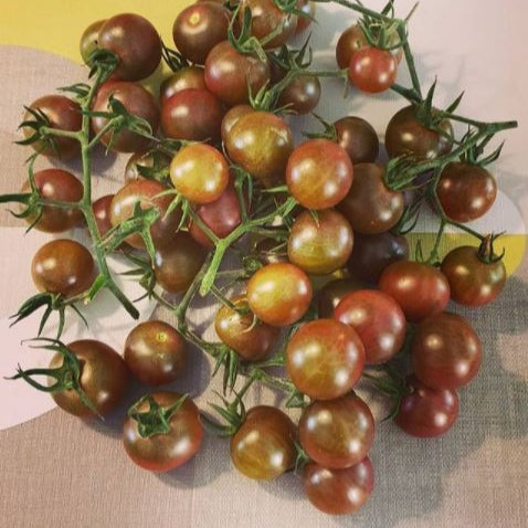 Tomate cerise 'Black Cherry' bio
