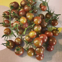 Tomate 'Black Cherry' bio