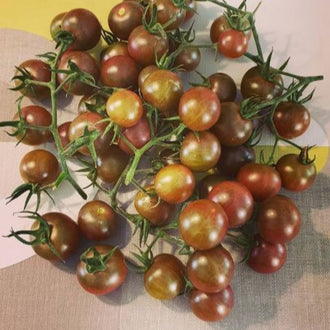 Tomate cerise 'Black Cherry' bio