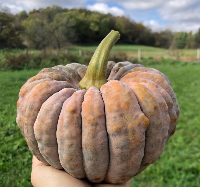 Courge ‘Black Futsu’, semences écologiques (<em>Cucurbita moschata</em>)