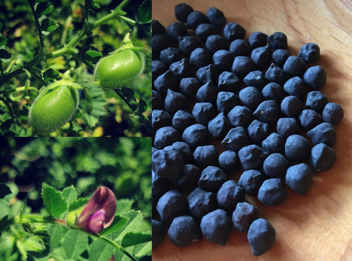 Pois chiche noir ‘Kabouli’, semences produites écologiquement (<em>Cicer arietinum</em>)