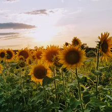 Sunflower 'Black Oil' organic