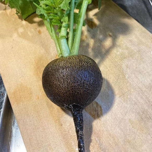 Radish 'Black Spanish Round' organic