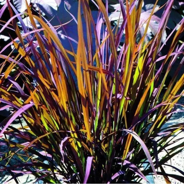 Photo de Riz ornemental Black Madras. La couleur caractéristique est : feuillage vert bronze. Le visuel permet d'observer les contours, les teintes et la disposition des éléments présentés. Les détails de forme et les contrastes donnent un aperçu de l'apparence de cette plante ou de sa récolte. Cette photographie accompagne la variété nommée afin de l'identifier dans la sélection de semences.