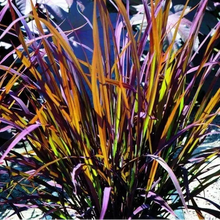 Ornamental Rice Black Madras
