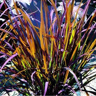 Image of Black Madras ornamental rice showing the variety and its visible characteristics to help identify the product before sowing. Black Madras ornamental rice is an ornamental flowers variety offered as seed for gardeners who want clear, practical product information. The packet contains approximately 30 bare seeds, and the formulation is bare seeds.