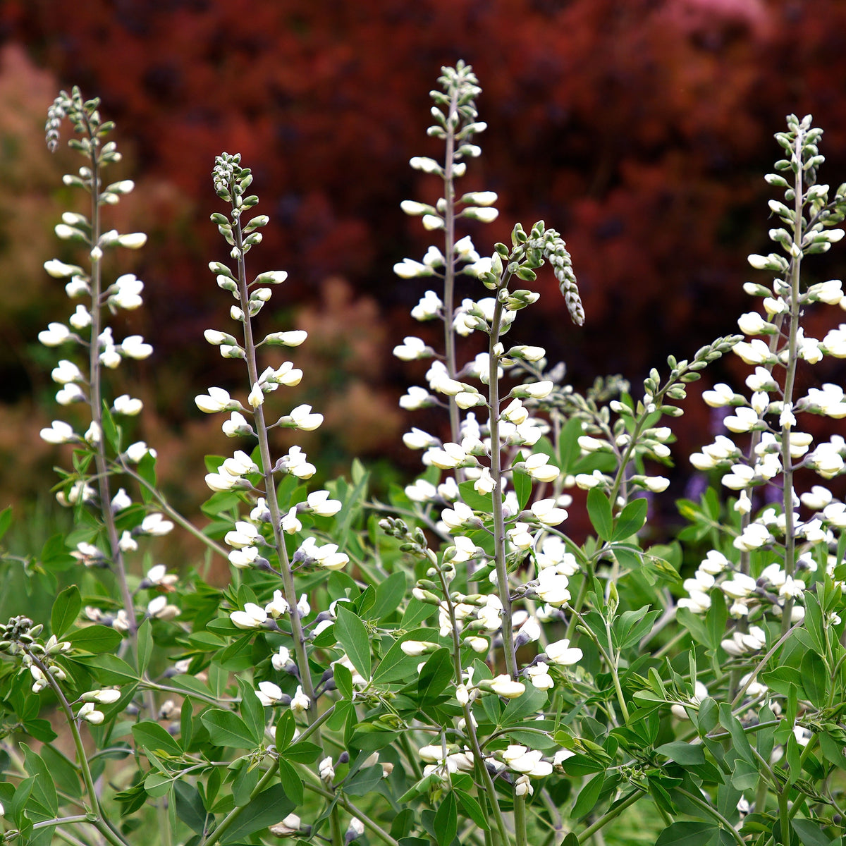 Image officielle de Indigo Sauvage 'Blanc', Baptisia alba, associée au petit sachet de semences.