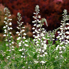 Indigo Sauvage 'Blanc'