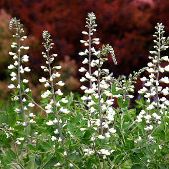 Image officielle de Indigo Sauvage 'Blanc', Baptisia alba, associée au petit sachet de semences.