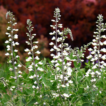 White Wild Indigo