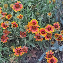 Gaillardia 'Blanket Flower' organic