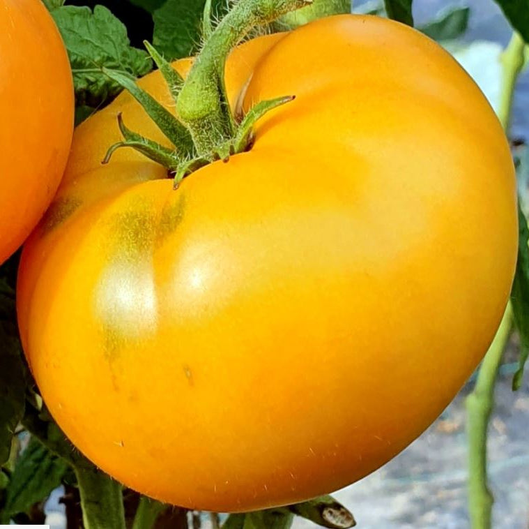 Organic 'Blazing Beauty Dwarf' tomato