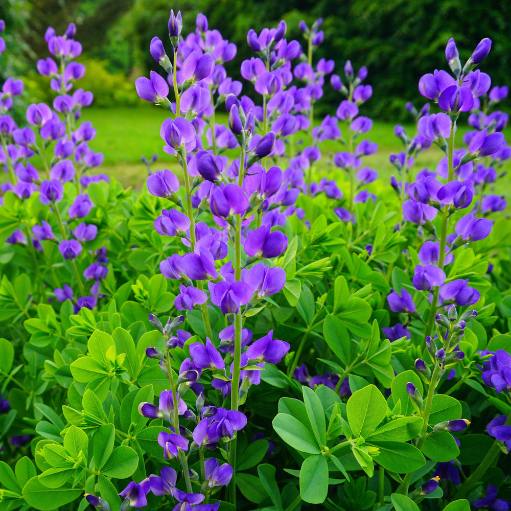 Indigo Sauvage 'Bleu'