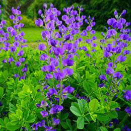 Indigo Sauvage 'Bleu'