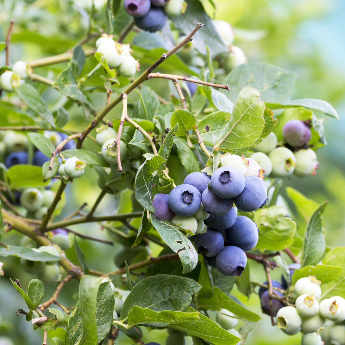 Bleuet en corymbe ‘Patriot’ (Vaccinium corymbosum)