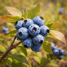 Bleuet sauvage avec feuillage vert et petits fruits bleus.