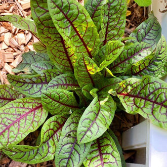 Une rosette de feuilles allongées occupe presque toute l’image. Sur leur surface verte, un réseau de nervures rouge foncé à pourpre se ramifie depuis la nervure centrale. Des feuilles de différentes tailles se chevauchent autour du cœur. Des copeaux de bois bruns couvrent le sol visible en bordure, près d’un élément blanc partiellement cadré.