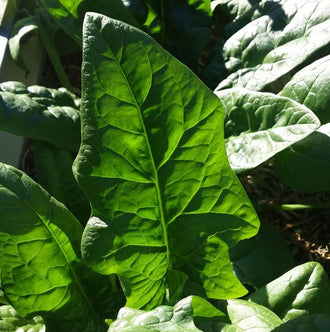 Organic 'Bloomsdale Long Standing' Spinach Seeds by Gaia, product image prepared for Canadian gardeners.