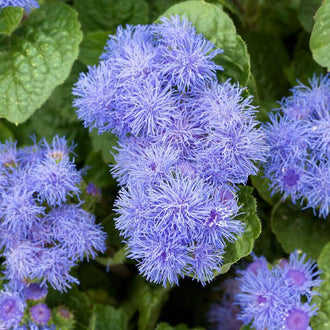 Des groupes de petites fleurs bleu mauve se détachent entre de larges feuilles vertes. Les têtes arrondies sont formées de nombreux filaments fins qui rayonnent dans plusieurs directions. Certaines fleurs se superposent au centre, tandis que d’autres dépassent les bords du cadre. Les nervures des feuilles restent visibles derrière les formes bleues, sur un fond vert plus sombre.