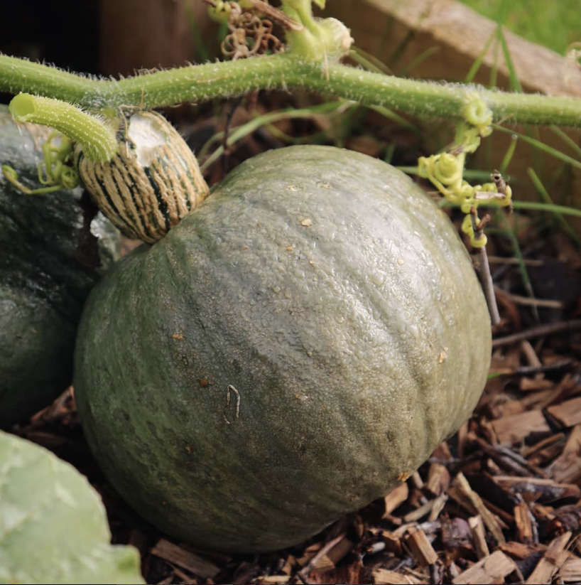 Courge Blue Kuri Japanese – Gaia Organic Seeds