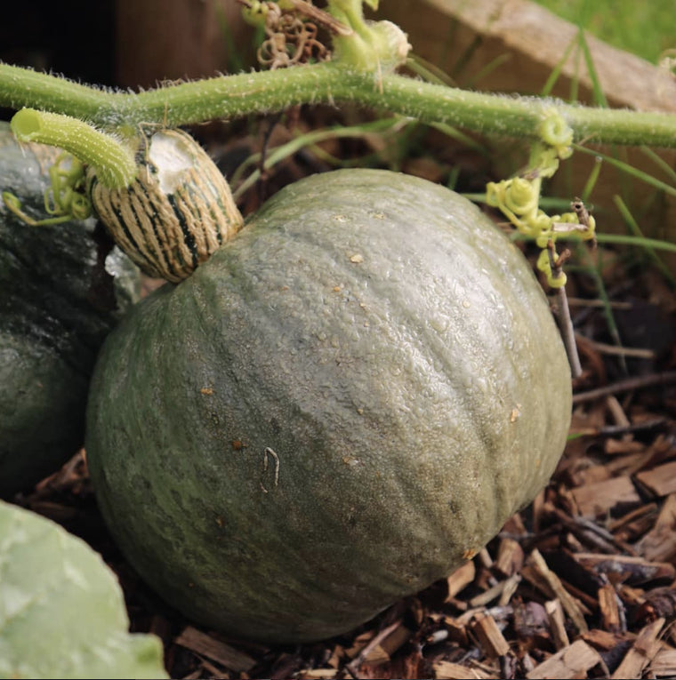 Organic Red Kuri Squash